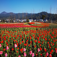 ǧ�״�������㻨��