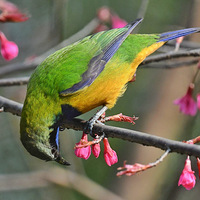 ɽӣ���ϵĳȸ�Ҷ�ǣ�4��