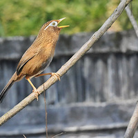 ��ü��ɽ��