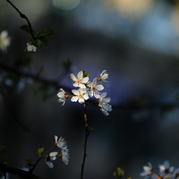 �������Ҷ筺죬һױ��ɫչ����