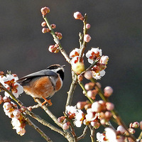 ÷�����еĺ�ͷ��βɽȸ