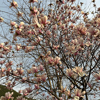 ������ݸ