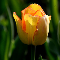 ����̫���徰��