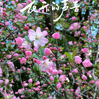 ��¼����