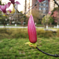 �����Ļ���