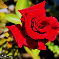 �����������ֲݡ�