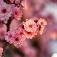 ����÷��5��