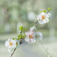 �����壬���ľ�����֬͸