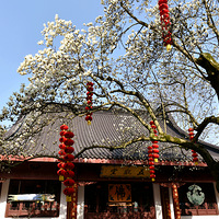 ������-����������������ʢ��