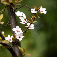 ��������˺ӱ�������