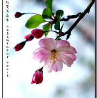 ��֬ɫ���Ρ�����˿����