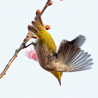 ���۹�԰��ӣ������