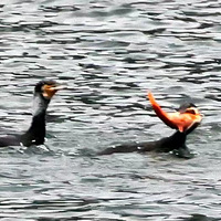 �°����ϵ�Ұ��ӥ