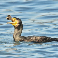 ��˱��鵹��ʱ  �ӽ���������