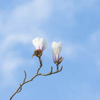 ����ֲ��԰����ӣ�ӽ�ӣ������ȫʢ����