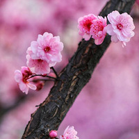 ����÷��6��