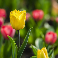 �������������㣬��ɫ��԰̫����