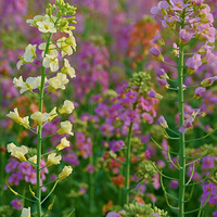 ��Ķ������������ݴ�Ƭ����Ͳ˻�����