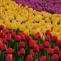 ���͹�԰�������㿪����Ũ