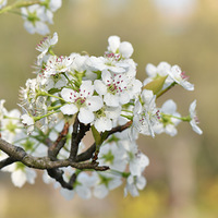 �����滨��ѩ��