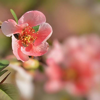 �������Ļ�����2��