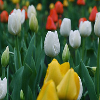 ����̫�����ӣ������