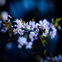 ң֪����ѩ��Ϊ�а�����