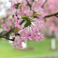 ���Ļ�����