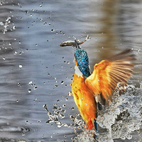 �ּ�����ץ��