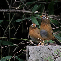 ֲ��԰һ���װ��Ļ�ü��