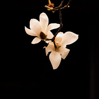 ����һ֦�����񣬺�����ʼ����