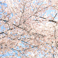 ��һ����ˮƬ��������