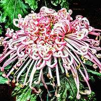 ���Ƿɲ������������� ��ԭ����һֻ̰���ĺ�����48��