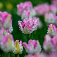 ̫�������������Ʒ��չʾ   2023.03.15