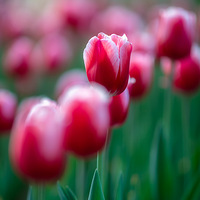 ̫����ʢ��������