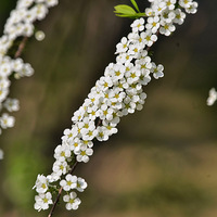 ʢ������Ҷ���߾�