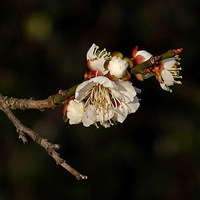 �����е���Ϫʪ��÷��