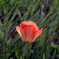 ��ӰȦ�������Ǵ�Һ�