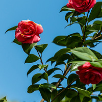 ������ٻ�ʢ��