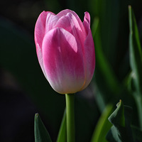 �����㻨���ļ���