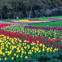 ���ݴ���ġ�������̫����������ӭ��ʢ����  2023.03.15