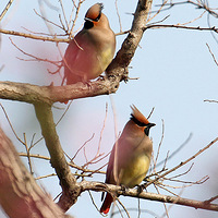 ͭ�����ɰ���С̫ƽ��