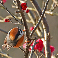 ��÷�����еĺ�ͷ��βɽȸ