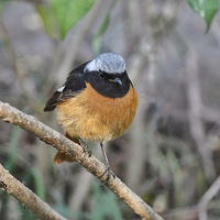 �ûر���ȥ�ı���β�