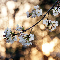 Ϧ���µ�ӣ��