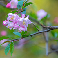 ��˿���ĵ�ͷ����һĨ����   ��3��15����������ݺ��