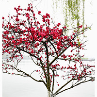 �һ�����Ц����