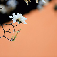 �Ͼ����������