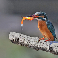 �ֳԺ�����