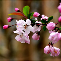 ��������4 --  ��˿����